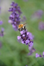 Im Garten von Inge Degenhardt