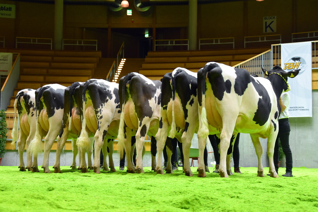 Schner geht kaum: Nachzucht des Holstein-Vererbers Eprysha.