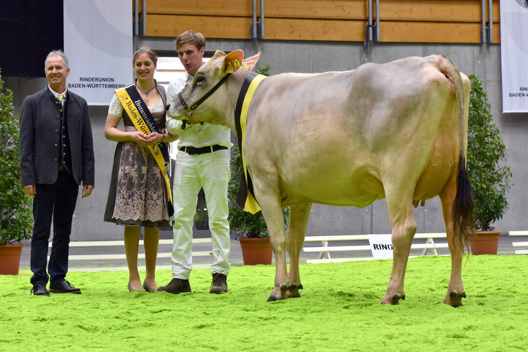 Die Kuh Lasole aus der Zucht von Friedrich Sauter in Krattenweiler wurde Grand Champion bei den Braunviehkhen. 