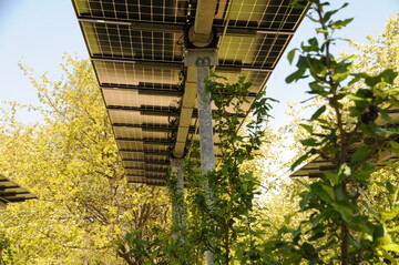 Agri-PV Anlage auf dem Obsthof Vollmer in Oberkirch-Nubach (Baden-Wrttemberg) ber den Kulturen Apfel und Zwetschge. Die opaken Module haben ein Tracking-System, damit richten sich die Module nach dem optimalen Sonnenstand aus.