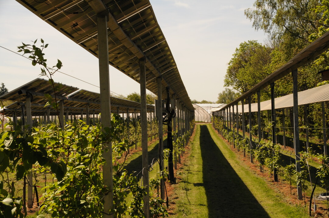 Agri-PV Anlage auf dem Obsthof Vollmer in Oberkirch-Nubach (Baden-Wrttemberg) ber den Kulturen Apfel und Zwetschge. Die opaken Module haben ein Tracking-System, damit richten sich die Module nach dem optimalen Sonnenstand aus.