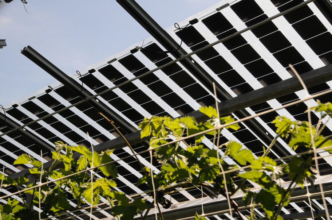 Agri-PV Anlage auf dem Obsthof Vollmer in Oberkirch-Nubach (Baden-Wrttemberg) ber den Kulturen Apfel und Zwetschge. Hier die Beeren unter Semitransparenten Modulen. <br>