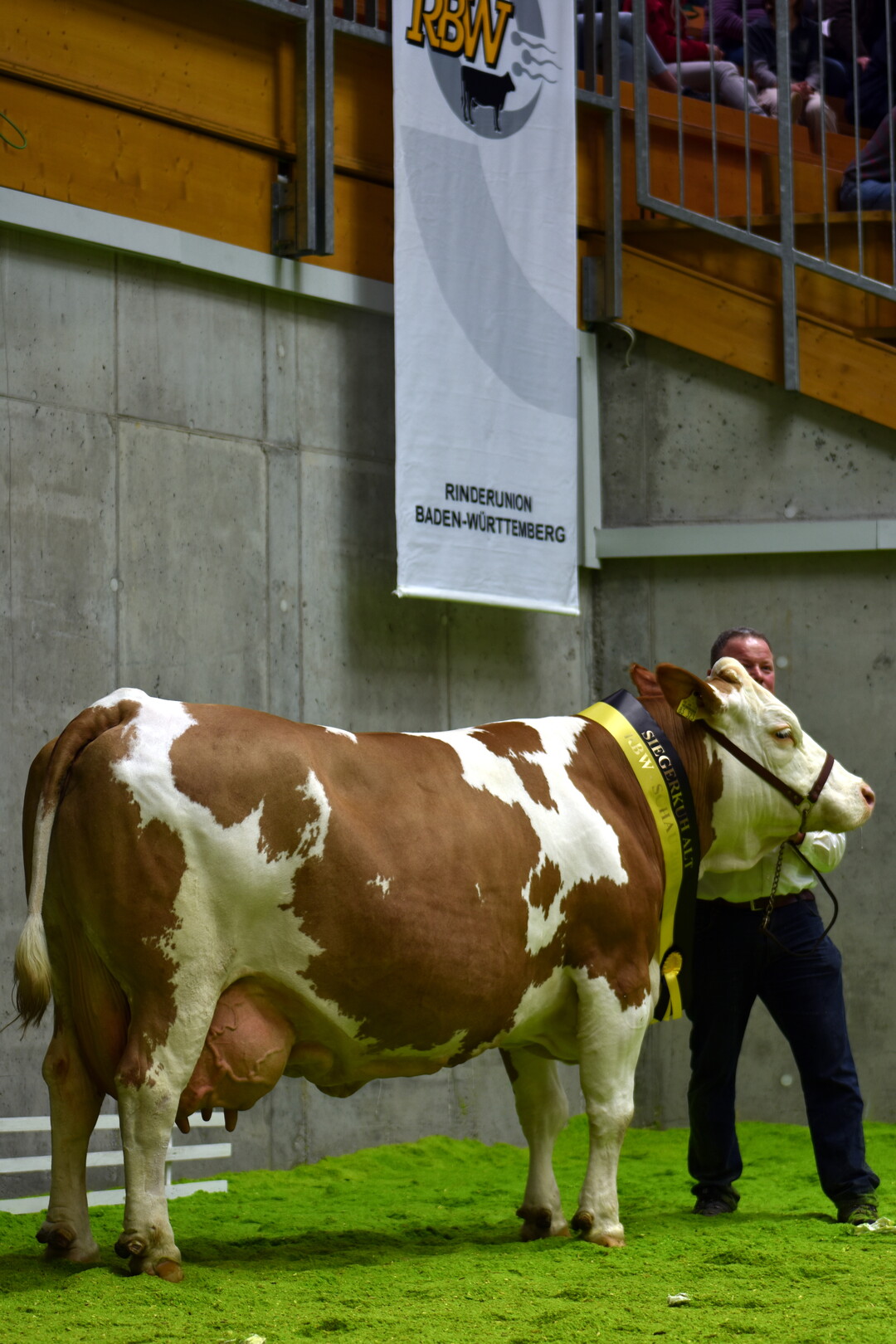 Die Kuh Omine (V. Romsel) aus der Zucht von Georg Henner in Ballendorf wurde Grand Champion bei den Fleckviehkhen.