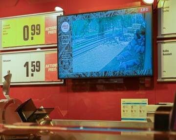  Hinter der Fleischtheke erscheinen Mrixmanns Schweine auf einem Bildschirm. Die Verkuferin ist extra geschult, um fundiert Auskunft zu tierwohl.tv geben zu knnen. 