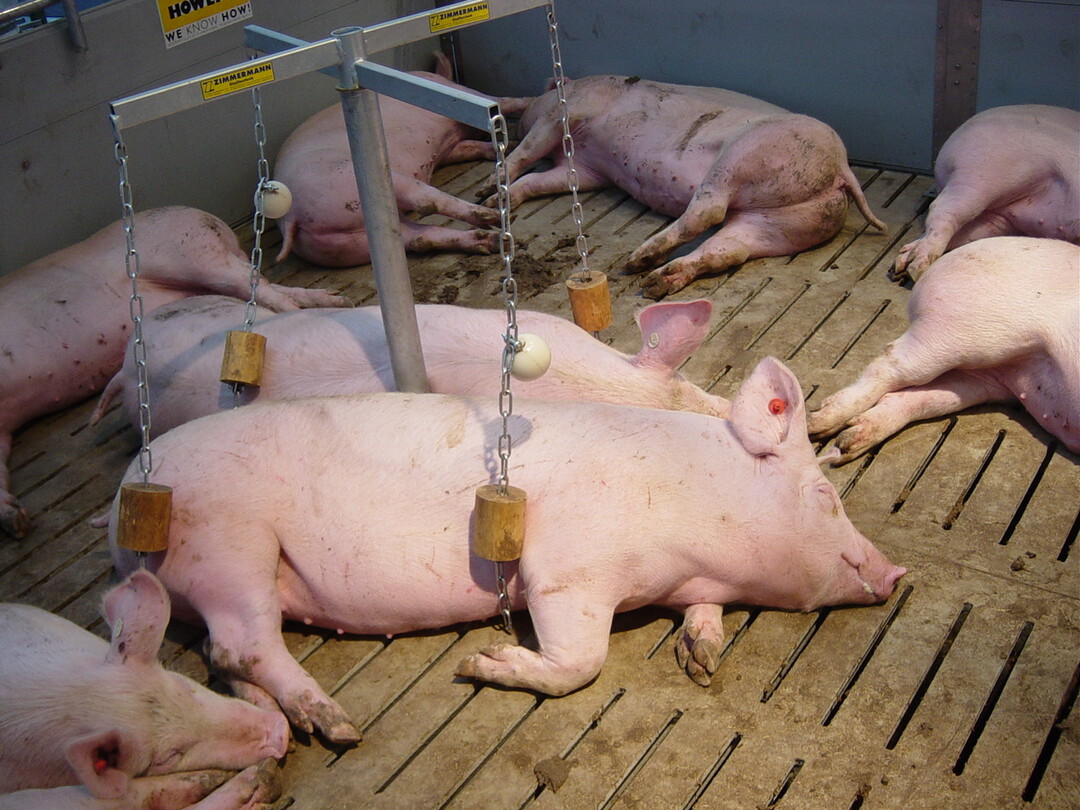 Mastschweine