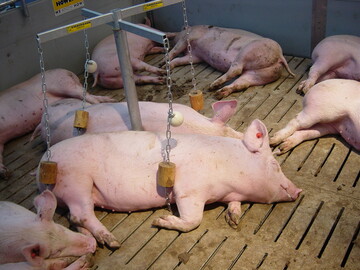 Mastschweine