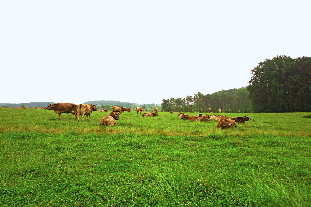 Auf der Weide strukturieren die Kühe ihren Tag selbstständig. Nach dem Fressen geht es in die Ruhe- und Wiederkauphase.