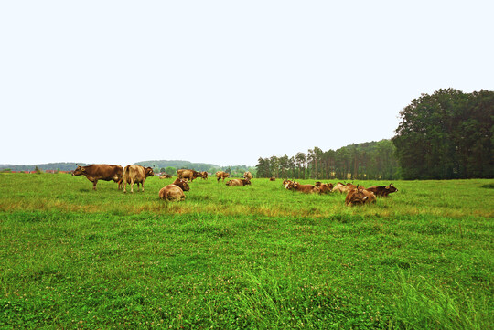 Auf der Weide strukturieren die Kühe ihren Tag selbstständig. Nach dem Fressen geht es in die Ruhe- und Wiederkauphase.