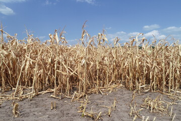 Gegen Drre werden derzeit 
in Deuschland nur sogenannte Indexversicherungen angeboten.
