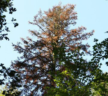 Auch fr Waldbesitzer berraschend: Selbst Baumarten, die seither als weitgehend klimatolerant eingestuft wurden, wie die Tanne, kommen nach zwei Trockenjahren in Folge an ihre Grenzen. 