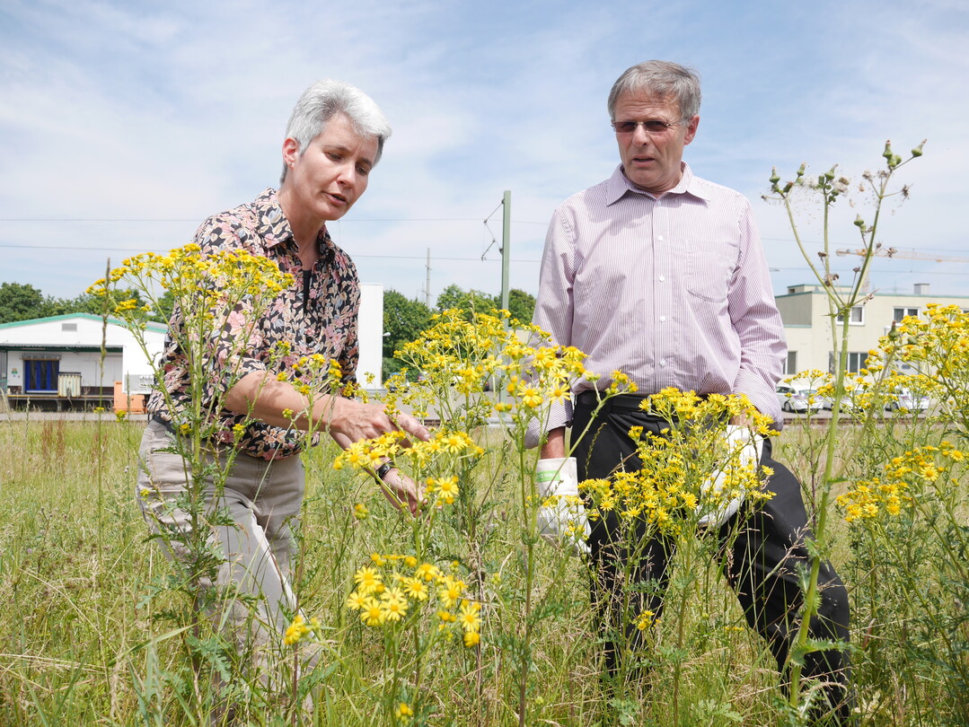 Landestierschutzbeauftragte Dr. Cornelie Jger und LBV-Vizeprsident Gerhard Glaser erlutern Gefahren und Bekmpfungswege von Jakobskreuzkraut beim LBV-Pressegesprch am 29. Juni 2015 in Kirchheim/Teck.