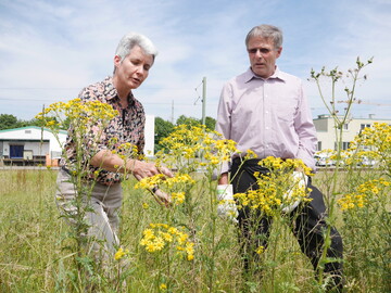 Landestierschutzbeauftragte Dr. Cornelie Jger und LBV-Vizeprsident Gerhard Glaser erlutern Gefahren und Bekmpfungswege von Jakobskreuzkraut beim LBV-Pressegesprch am 29. Juni 2015 in Kirchheim/Teck.