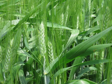 Durumweizen: Der Befall mit Blattkrankheiten war 2010 vielerorts gering.