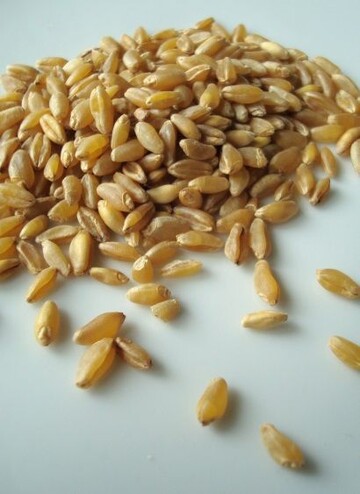 Durum