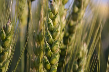 Damit die Ähren später gesund und kräftig werden, sollte man jetzt den Fusariumbefall im Blick haben.