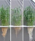 Einfluss der N-Form auf das Wurzel- und Sprosswachstum von Sommerweizen kultiviert in Nährlösung (70 mg N/L)
(Gefäßversuch, IPU Dülmen 2007)