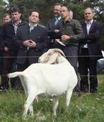 Hautnah über die Landschaftspflege durch Ziegen informiert (im Vordergrund, von links): Schäfer Herbert Kleinbeck, Minister Alexander Bonde, Bürgermeister Ulrich Bünger, Oliver Schmidle vom Regierungspräsidium Karlsruhe und Dr. Peter Schäfer, Abteilungsleiter Landwirtschaft beim Landratsamt Calw.