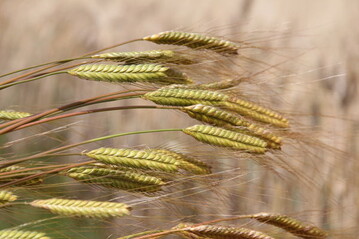 Einkorn