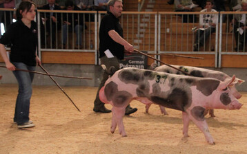 Ein Hoffnungstrger fr die baden-wrttembergische Schweinezucht ist Eber Ulan, der knftig in Herbertingen steht. Er erzielte 8200 Euro. 