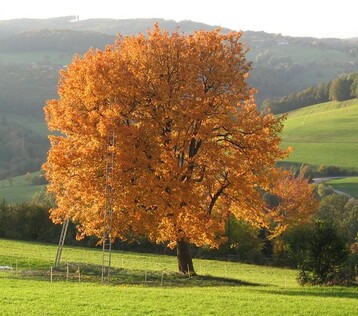 Die Elsbeere ist "Baum des Jahres 2011".