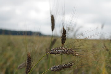 Unter anderem gegen Acker-Fuchsschwanz in Emmer ist das Mittel Malibu unter bestimmten Voraussetzungen zugelassen.