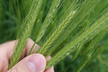 Flame Duo (Wirkstoffe: Tribenuron + Florasulam) kann jetzt zusätzlich in Emmer (wie auf dem Bild zu sehen), Einkorn und Khorasan-Weizen gegen einjährige zweikeimblättrige Unkräuter eingesetzt werden.