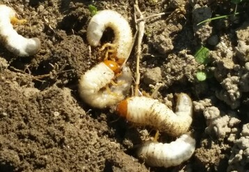 Durch Engerlingsfra wurden im Schwarzwald ber tausend Hektar Grnland massiv geschdigt. Das Land stellt nun Frdermittel zur Sanierung der Flchen und zur Bekmpfung mit einem biologischen Mittel zur Verfgung.