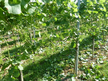 Starkes Entblttern nur bis zur Erbsengre.