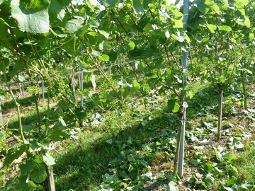 Entbltterung gegen Sonnenbrandgefahr.
