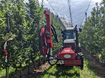 Durch die pneumatische Entfernung von Blttern vor der Ernte stehen die Frchte strker im Licht.