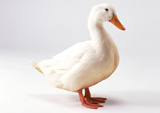 In Frankreich infizierten sich geimpfte Enten mit der Geflgelpest.