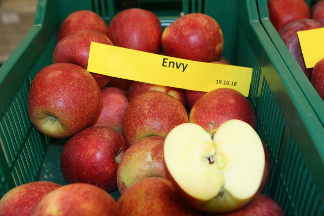 Neben der Clubsorte Jazz wird die Marke Envy am Gemeinschaftsstand der BayWa Global Produce und ihrer Partner auf der Fruit Logistica in Berlin prsentiert. 