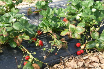 In diesem Jahr lieferten die Erdbeerfelder nach den Witterungsunbilden deutlich weniger Früchte.