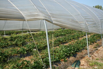 Bei Bio-Erdbeeren kann sich der geschtzte Anbau lohnen. 