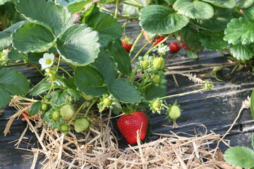 Noch lsst sich nicht exakt beziffern, wie hoch die Schden durch die Aprilfrste in Erdbeeren sind. 