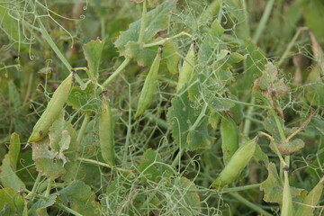 Erbsen