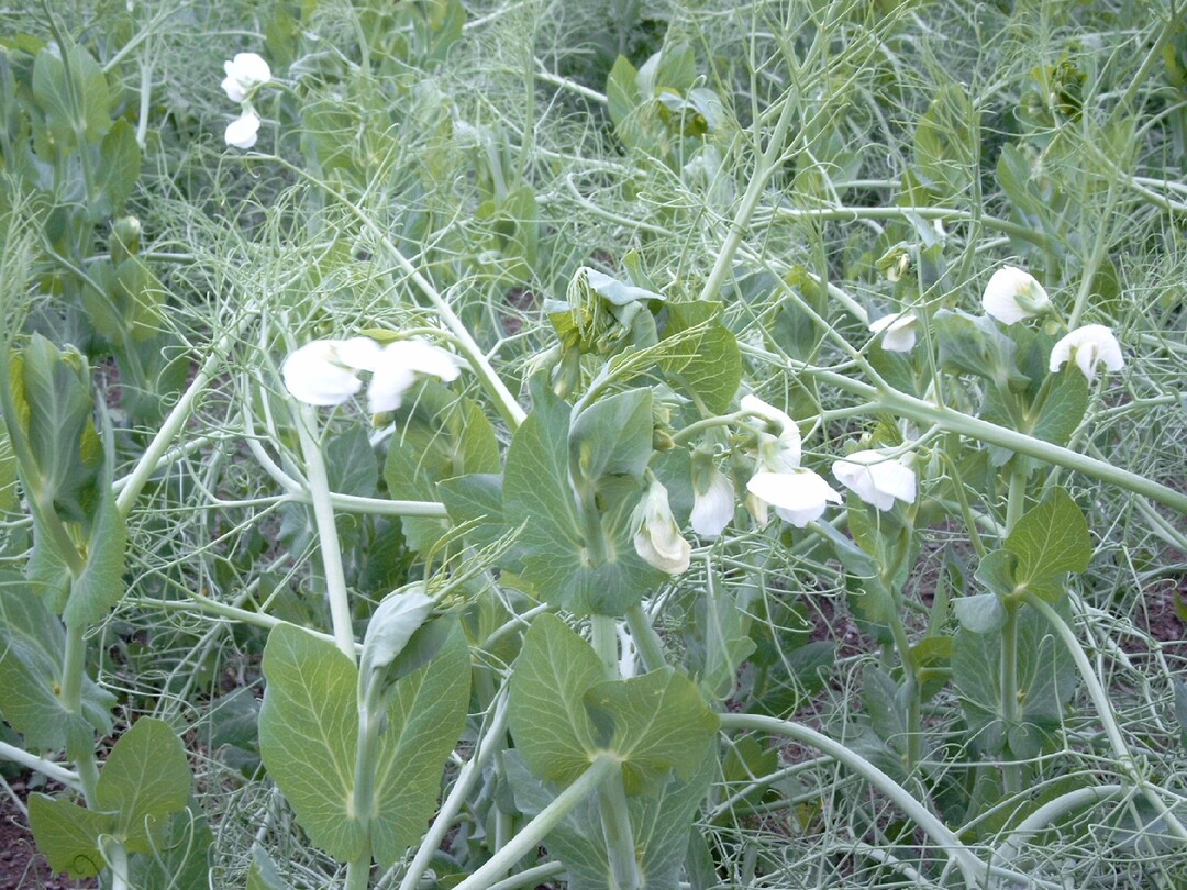 Erbsen in der Blüte