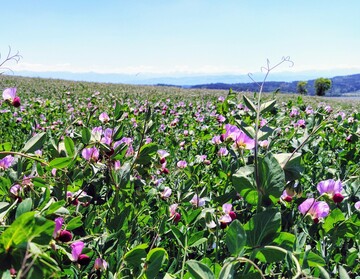 Ein Erbsenbestand mit Weizen als Stützfrucht am Bodensee.