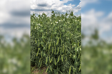 Körnererbsen können auf einer Vielzahl an Standorten angebaut werden.