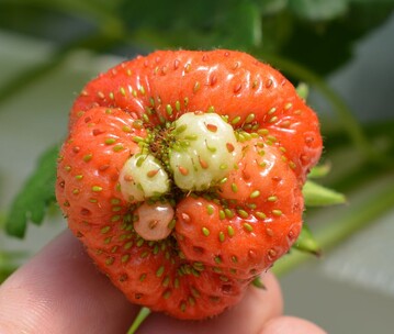 Schaden auf einer Erdbeere durch Liocorus tripustulatus im Schweizer Beerenanbau. 
