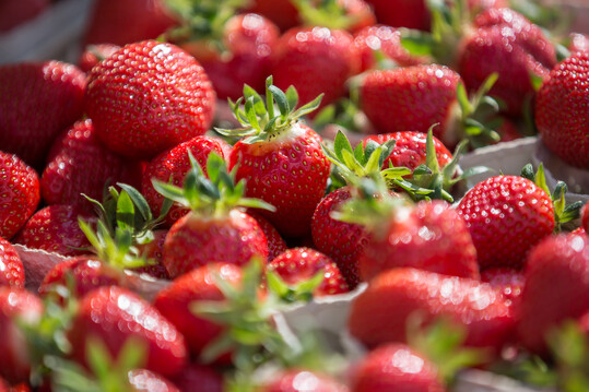 Im geschtzten Anbau reifen die ersten Erdbeeren aus heimischem Anbau heran.
