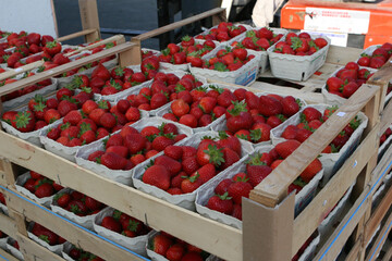 Erdbeeren sind das beliebteste Beerenobst beim deutschen Verbraucher. 