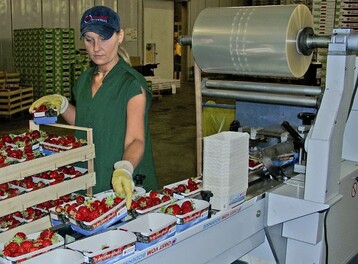 Jetzt starten die sen Frchtchen aus heimischem Anbau in die Saison. 