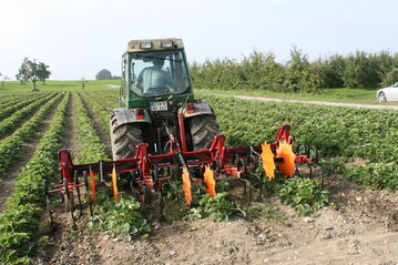 Der Freilandanbau von Öko-Erdbeeren rechnet sich ab Preisen von 3,10 bis 3,50 Euro pro Kilo verkaufsfähiger Ware.