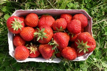 Erdbeeren aus heimischem Anbau stehen bei deutschen Verbrauchern hoch in der Gunst.