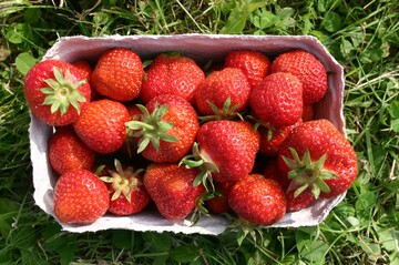 Erdbeeren aus heimischem Anbau sind jetzt auch in grerem Angebot im Lebensmitteleinzelhandel zu finden. 