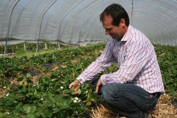 Immer mehr Erdbeeren kommen aus dem geschtzten Anbau im Folientunnel.