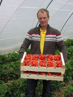 In Oberkirch fiel auf dem Betrieb Grimmig der Startschuss in die heimische Erdbeersaison.