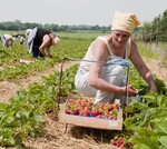 Frühstart: Rund zwei Wochen früher als üblich begann in Baden-Württemberg die Erdbeerernte