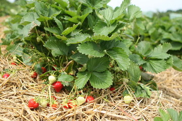 Zwei Wochen frher als blich hat am Bodensee die Erdbeersaison begonnen. 